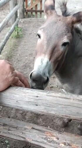 Hands-on time with horses and donkeys at Ciechanowiec open-air museum
