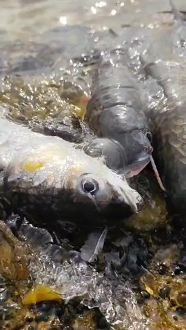 The video shows a close-up, low-angle view of several freshly caught fish partially submerged in shallow, rocky water. The fish appear to be of similar species, with silvery scales and distinct dark stripes. Some of the fish are open-mouthed, with their gills exposed. The water is clear and appears to be agitated around the fish, suggesting recent movement or being placed there. The background consists of blurry water and rocks. In the foreground, a few of the fish are pulled further out of the water onto the rocky shore, revealing their undersides. One fish has a fishing line or lure attached to its mouth. Towards the end of the clip, a black object, possibly a piece of equipment like a camera or fishing gear, comes into view at the bottom right of the frame.