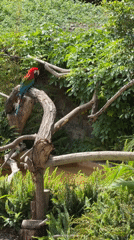 Visitor documents wildlife at Spanish zoo during afternoon visit