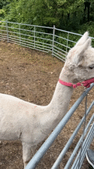 Hands-on animal encounters at a small petting zoo