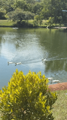 Ducks swim in serene pond amid lush greenery