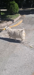 Sheep, goats, and ducks roam a Yenimahalle park