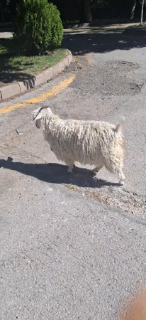 Sheep, goats, and ducks roam a Yenimahalle park