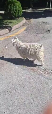 A fluffy white goat with short horns walks along a paved path next to a curb. The goat is facing left in the frame and has a light-colored face and white fur. It is casting a shadow on the ground. The path is gray asphalt, and the curb is made of concrete with a yellow painted line. Behind the curb is a patch of green grass and a tree trunk. The sun is shining, creating bright light and shadows.