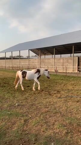 A white horse with brown patches walks slowly from left to right across a grassy paddock, with its head lowered. In the background is a metal fence and a large, open-sided structure with a metal roof, supported by pillars and featuring concrete enclosures. A blue hose lies on the ground in the foreground. The sky is partially cloudy.