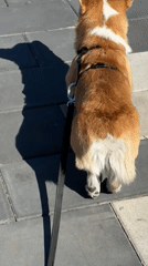 Corgi walks past locomotive display and chalk art in Borzya