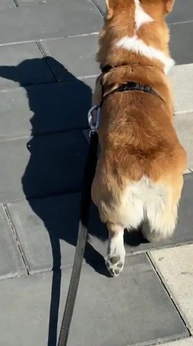 Corgi walks past locomotive display and chalk art in Borzya