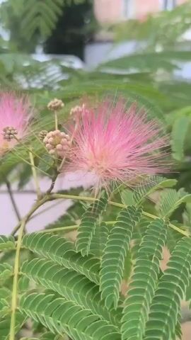 The video shows a close-up of a pink Mimosa tree flower. The flower is feathery and delicate, with many thin filaments. The leaves of the tree are green and serrated. The background is blurred, but appears to be an outdoor setting with some buildings and greenery. The camera slowly pans across the flower.