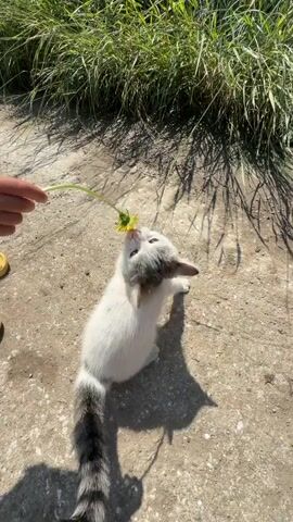 A close-up, high-angle shot shows a person's hand holding a dandelion stem towards a small, white and grey kitten. The kitten is sniffing the dandelion. The scene takes place outdoors on a dirt and gravel surface, with tall green grass in the background. A portion of a yellow sandal is visible on the left side of the frame, and the shadow of a tractor is visible in the background. The kitten is the central focus of the video.