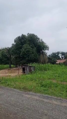 The video shows a moving shot of a rural scene with vegetation and a cloudy sky. In the foreground, a dirt path leads into the scene, with a small structure to the right. Further in, there are fields of green crops, possibly corn, and various trees, including palm trees. The overall impression is one of a tropical or sub-tropical agricultural environment.