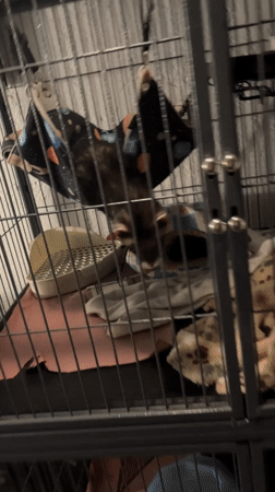 Early morning domestic life documented in Mexican household