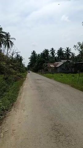 A POV shot from a vehicle moving down a grey, cracked asphalt road. The sky is overcast with pale white clouds. On either side of the road are dense patches of green vegetation, interspersed with tall, slender coconut trees. Utility poles with multiple wires running between them line the road.  A single, low-slung house sits to the right, with a simple structure and a reddish-brown roof. A motorcyclist is seen some distance ahead in the same direction.