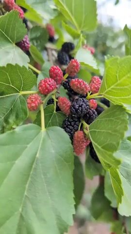 A close-up shot shows ripe mulberries on a tree branch. The mulberries are a mix of black and red. The leaves of the tree are a vibrant green. The background is blurred, suggesting an outdoor setting. The camera pans slightly, providing a dynamic view of the fruit and foliage.
