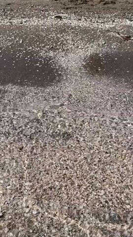 This video shows a close-up view of a sandy beach with a gentle wave washing over it. The sand is a mix of dark grains and small, light-colored shells, giving it a speckled appearance. The water is clear and shallow, with small ripples and foam visible as it recedes. The sunlight reflects off the wet sand and shells, creating a shimmering effect. The perspective is low, looking down at the water's edge, suggesting the camera is held near the ground. The overall impression is one of tranquility and natural beauty.