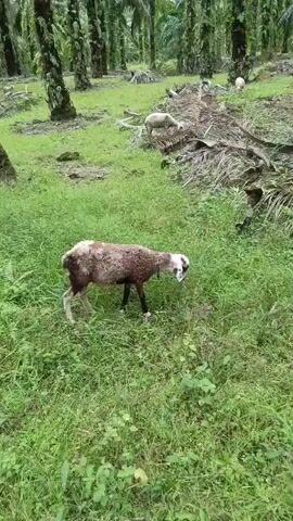 A flock of sheep grazes in a lush, green field interspersed with palm trees. The sheep are of varying colors, some white and others a mix of brown and white. One sheep in the foreground, with a brown and white coat, walks towards the right side of the frame, its head down as if grazing. In the background, several other sheep are visible, some standing and others appearing to graze as well. The environment is characterized by dense green grass and the tall, distinctive trunks of palm trees, suggesting a tropical or subtropical setting. The lighting suggests it is daytime, possibly overcast given the diffused light. The camera angle is relatively low, at sheep level.