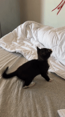 Kitten plays indoors in Sozopol, Bulgaria residence