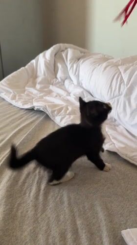 Kitten plays indoors in Sozopol, Bulgaria residence