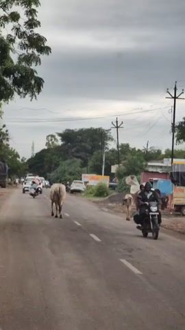 The video captures a street scene with a focus on a cow walking down the middle of the road. Several vehicles, including cars and motorcycles, are visible on the road, appearing to be stopped or moving slowly behind the cow. On the right side of the road, there are two more cows, one adult and one calf, and a person wearing a red shirt and blue pants. Other people are also visible in the background, along with buildings, trees, and utility poles. The sky is overcast.