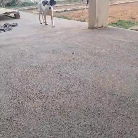 A white dog with black markings on its head is walking on a concrete surface. The dog is facing the camera and appears to be approaching it. In the background, there is a wooden pallet with some fabric on it, and a building with a column. The environment appears to be outdoors.