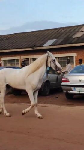 Bukuru street life: horses, haulers, and market hustle