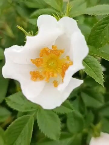 A close-up shot focuses on a single white wild rose blossom with yellow stamens. The flower is set against a backdrop of green leaves, some of which appear to be wet, suggesting recent rain. The focus shifts slightly throughout the short clip, but the main subject remains the rose.
