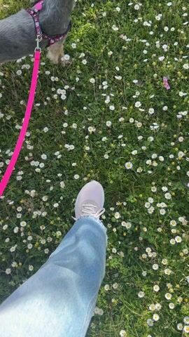 From a first-person perspective, a person wearing blue jeans and light pink sneakers is walking a gray and brown terrier-type dog through a field of daisies. The dog is wearing a pink harness and is attached to a bright pink leash held by the person. The camera angle is directed downwards, showing the ground covered in green grass and numerous small white daisies. Sunlight illuminates the scene. The dog occasionally pauses, looking around, while the person continues to walk.