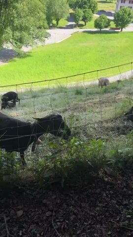 This video captures a tranquil scene in a rural Swiss landscape, likely in Bellelay, Switzerland. The foreground is dominated by a fence and lush green foliage, with several black goats grazing peacefully behind it. One goat is particularly prominent, facing the camera and nibbling on grass. In the background, a rolling green hill stretches out, dotted with trees and a winding road. A single white sheep is visible grazing on the hillside, adding to the pastoral atmosphere. Further in the distance, a building with a red roof and white walls suggests a nearby habitation, possibly a farmhouse. The bright sunlight indicates it is daytime, and the clear sky suggests fair weather. The overall mood is one of peace and natural beauty, typical of the Swiss countryside. There is no visible text within the video.
