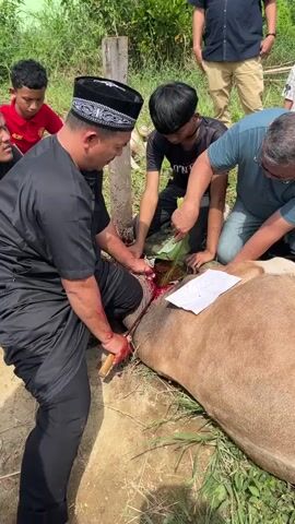 The video shows a group of people in an outdoor setting performing what appears to be a ritual slaughter of a cow. A man dressed in a black outfit and a patterned hat is kneeling next to the cow, holding a bloody knife. His arm is covered in blood. Another man in a blue shirt kneels beside him, holding a leaf-like object near the cow's neck. A third person, wearing a gray shirt and glasses, also kneels close to the cow. On the cow’s body is a piece of paper. Two young boys stand to the side, watching the process. The environment appears to be a grassy area next to a building. There are other people standing in the background. The cow is lying on its side.