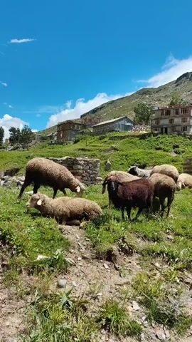 A flock of sheep grazes on a grassy slope in front of a multi-story building. The sheep are of various colors, including white, brown, and black. Some sheep are standing and eating, while others are lying down. In the background, a mountain rises towards a blue sky with white clouds. The building appears to be made of concrete and has multiple windows. A stone structure is also visible near the sheep. The scene suggests a rural or mountainous environment.
