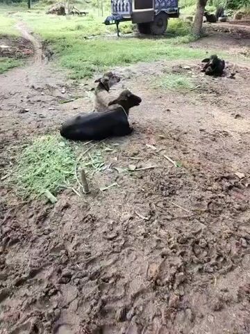 The video shows two young animals, one a dark-colored calf and the other a lighter-colored dog, lying on the ground. They are both tethered by ropes. The calf is lying down with its head turned to the side, while the dog is also lying down, looking away from the camera. The ground is dirt and appears to be muddy in some areas. There is some green vegetation scattered around the animals, and in the background, there is a dirt path, some trees, and a trailer attached to what appears to be a vehicle. The overall environment suggests a rural or farm setting.