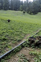 Solo camper documents mountain forest experience in Vashisht, India