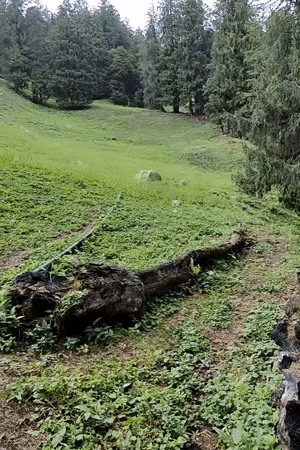 Solo camper documents mountain forest experience in Vashisht, India