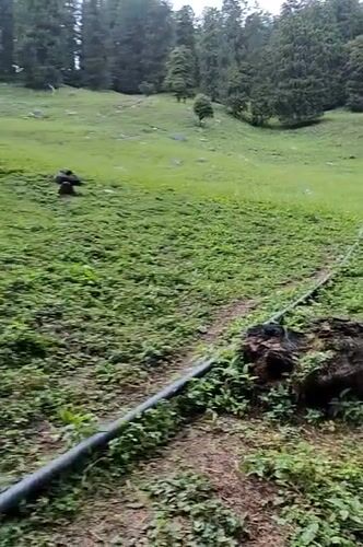 Solo camper documents mountain forest experience in Vashisht, India