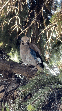 Juvenile Eurasian Jay perched in Sofia conifer, July 2026