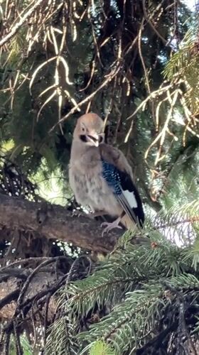 Juvenile Eurasian Jay perched in Sofia conifer, July 2026