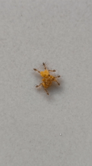 Ants gather around food crumb on white surface