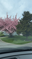 Evening drive through suburban Surrey captures spring blossoms, homes