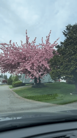 Evening drive through suburban Surrey captures spring blossoms, homes
