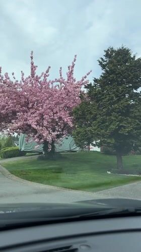 Evening drive through suburban Surrey captures spring blossoms, homes