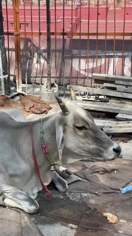 A cow rests on a brown, tattered cloth in an urban environment. The cow is light grey, with small horns, and wears a decorative collar of green rope, red string, and pink beads with a small bell attached. It lies with its legs tucked underneath, head facing to the right, eyes slightly open. Behind the cow is a backdrop of construction materials including stacks of wood and a rust-colored metal fence. The ground is uneven with a visible drainage pattern, and there's litter scattered around. There is no visible action in the video.