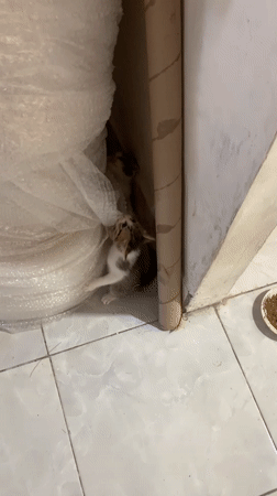 Kittens documented playing and resting in Tanjungsepreh homes