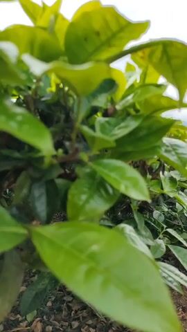 The video shows a close-up of a tea plant with bright green leaves. The camera then pans out to reveal a tea plantation stretching over rolling green hills, with mountains visible in the distance. A few buildings can be seen amidst the tea plants. The sky is partly cloudy.