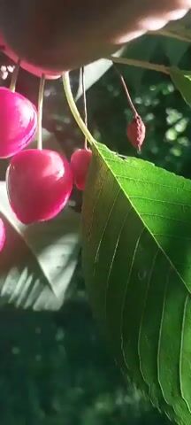 The media file shows a close-up view of ripe cherries on a tree, with some leaves and branches in the foreground and background. The cherries are a vibrant red color, and some appear to be being held or picked by a person's hand, which is partially visible at the top of the frame. The scene is set outdoors in what appears to be a garden or orchard, with lush green grass and foliage visible. The lighting suggests it might be daytime, possibly late morning or afternoon, with sunlight dappling through the leaves. There is no visible text in the media file. The overall impression is one of a natural, idyllic setting, with the focus on the fresh fruit. The close-up perspective on the cherries emphasizes their texture and ripeness, and the presence of a hand suggests the act of harvesting or enjoying the fruit.