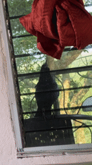 Black grackle perches on chair outside Honduras window