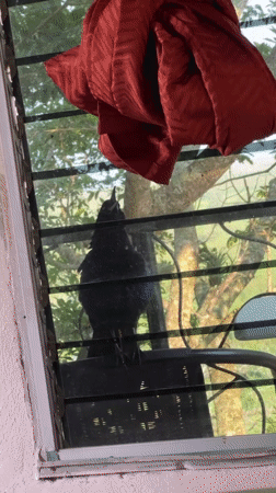 Black grackle perches on chair outside Honduras window