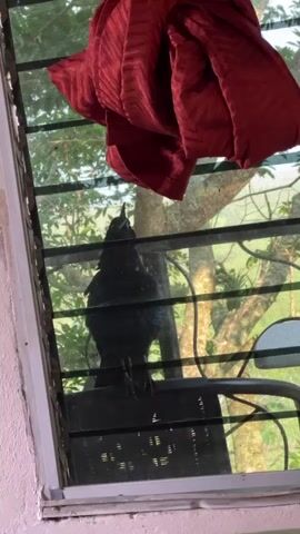 A black grackle sits on a chair outside a window, looking up and making a squawking sound.  The window has a screen and a red cloth is partially obscuring the view from the inside. Trees are visible in the background.