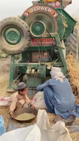 The video captures an outdoor agricultural scene in 'Alaqadari Daman, Afghanistan, depicting an adult male and a young boy engaged in grain processing. In the background, a large, green agricultural machine, likely a thresher or blower, is actively operating with a mechanical hum. The machine features a prominent wheel resembling a tractor tire on its left and is labeled with "BLOWER" at the top and "PATIALA" below it.

The adult, dressed in blue traditional attire and a head covering, kneels with his back to the camera, attending to the machine's output, possibly collecting processed grain into a white sack positioned below the machine's chute. Beside him, a young boy, wearing light brown traditional clothing and a skullcap, sits on the straw-covered ground. He holds a wide, dark metal pan filled with light-colored grains, carefully observing the process. White sacks, some appearing full and others empty, are scattered around the individuals. The ground is covered with golden straw and chaff, indicating the nature of the agricultural work. The scene takes place during daylight hours under clear weather conditions, showcasing traditional farming practices.