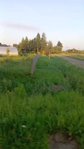 The video shows a static exterior shot of a rural landscape. In the foreground, tall green grass with some dry stalks is visible. A weathered wooden fence post stands in the middle ground, with a series of similar posts extending into the distance to the right. To the left, a white arched greenhouse is partially visible, set against a backdrop of trees. A dirt path runs parallel to the fence on the right side of the frame. Overhead, power lines are visible against a pale blue sky with some wispy clouds. The lighting suggests it is either early morning or late afternoon.