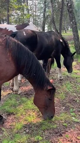 The video shows three horses grazing in a grassy, wooded area. In the foreground, a brown horse with a black mane is eating grass. Behind it, a black and white horse with brown patches is also grazing. Further in the background, a dark-colored horse with white legs is partially visible. The ground is covered with grass, dirt, and fallen leaves. The horses appear to be calm and undisturbed.