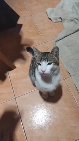 This short video clip, filmed in Vulcănești, Moldova, features a playful interaction between a person and a cat. The cat, a tabby and white domestic shorthair, is the primary subject. It is sitting on a tiled floor, likely indoors, as indicated by the tiles and a blanket in the background.

A human hand enters the frame, gently petting and stroking the cat. The cat responds with visible signs of enjoyment, closing its eyes and opening its mouth in a seemingly happy or excited expression, displaying its teeth. The interaction is affectionate, with the person continuing to pet the cat along its back and head. The lighting suggests it might be evening or indoors. The scene is casual and domestic. There is no visible text in the video.